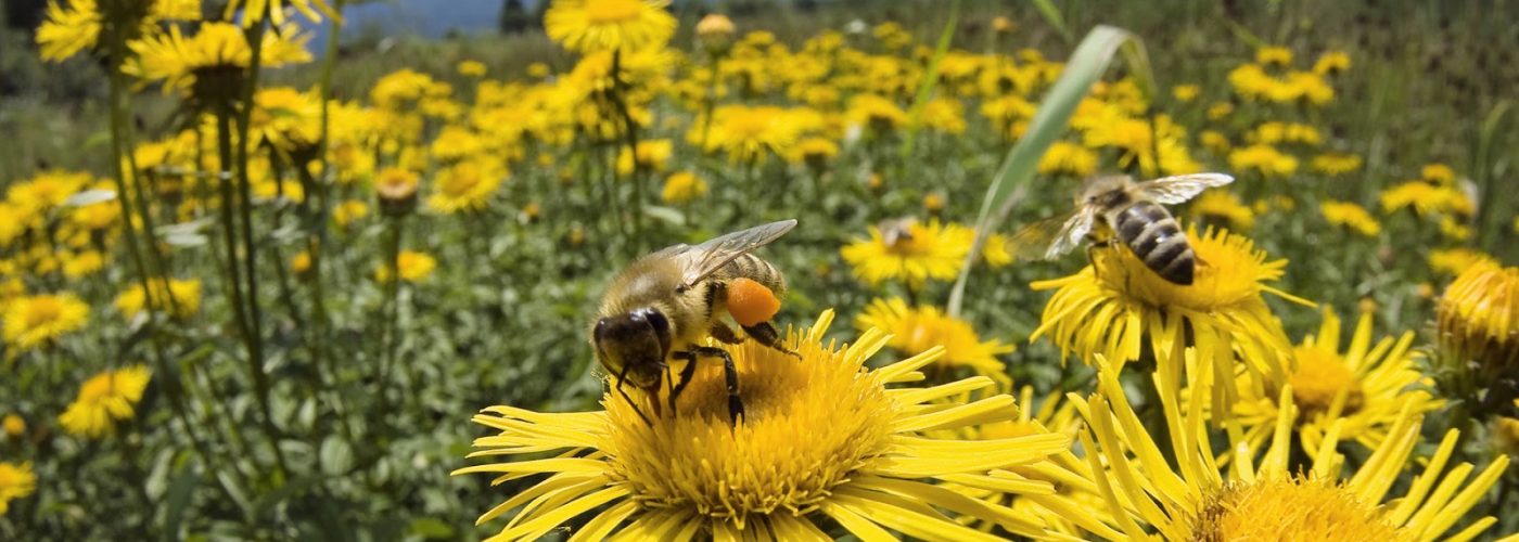 bee-and-daisy-1 bee-and-daisy-1